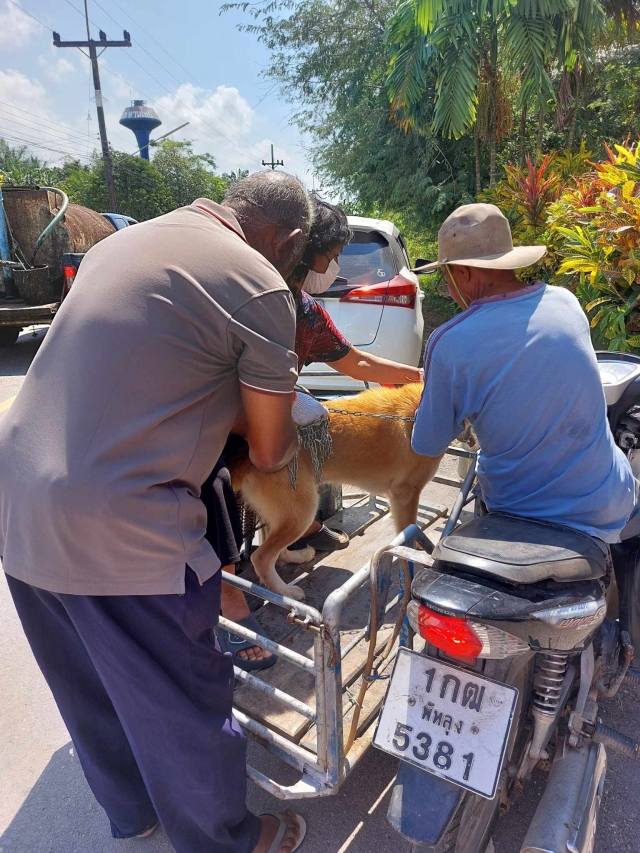 โครงการฉีดวัคซีนป้องกันและควบคุมโรคพิษสุนัขบ้า ประจำปีงบประมาณ 2568